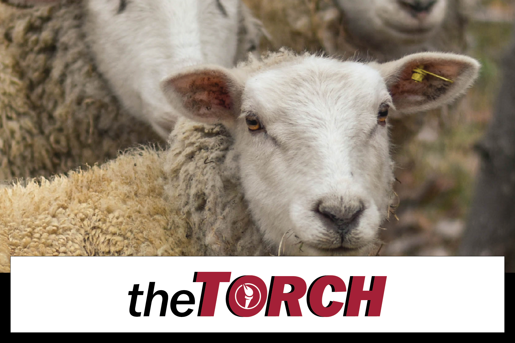 sheep, shephard, the torch, cccb, lamb, periodical